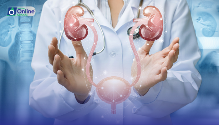 Lesson 08: The Urinary System